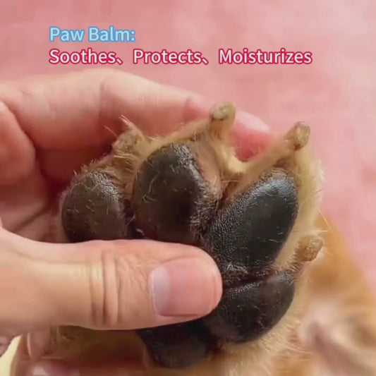 PawDaisy Pfotenbalsam